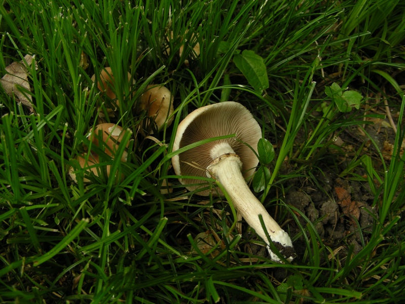 altro sopralluogo nei parchi